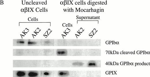 Fig. 3. Characterization of the quinine-dependent antibody binding domain on GPIbα. (A) GPIbα amino acid sequence residues 269 to 297. The specific cleavage sites for mocarhagin (a novel cobra venom metalloproteinase) and trypsin are shown. The MoAbs AK2, SZ2, and AK3 are specific for GPIbα. AK2 binds distal to amino acid 275, SZ2 between amino acids 276 to 282, and AK3 proximal to amino acid 294. The quinine-dependent antibody is interacting with GPIbα between amino acids 283 to 293. (B) After labeling the surface proteins of the CHO αβIX cells with biotin, the GPIbIX complex was immunoprecipitated using the MoAb panel. The presence of the GPIbα and GPIX native proteins was shown on the surface of the CHO αβIX cells. Lane 1 shows the components immunoprecipitated using AK3, lane 2 with AK2, and lane 3 with SZ2. After cleavage with mocarhagin, AK3 precipitated a 70-kD GPIbα component and the intact GPIX protein from the surface of the cells (lane 4). AK2 (lane 5) and SZ2 (lane 6) were able to precipitate a 40-kD GPIbα component from the supernatant collected after the cleavage step. (C) Sequential cleavage of GPIbα and checking the ability of the quinine-dependent antibody to continue binding enabled the definition of the domain to which the Ibα-specific antibody was binding. All MoAbs bound to the surface of the untreated L αβ cells. AK2 and SZ2 binding were inhibited after cleavage with mocarhagin. AK3 binding was still present, although at a lower level after cleavage with trypsin. The quinine-dependent antibody binding remained after cleavage with mocarhagin but was inhibited after cleavage with trypsin, indicating that the GPIbα-specific quinine-dependent antibody binding site is located between amino acids 283 and 293.