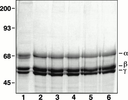 Fig. 1. SDS-PAGE analysis of purified recombinant fibrinogens. Recombinant fibrinogens in Laemmli25 sample buffer with SDS were separated on an 8% gel run under reduced conditions and stained with Coomassie Brilliant Blue R-250. Lanes: 1, plasma fibrinogen; 2, normal recombinant fibrinogen; 3, recombinant Aα D97E fibrinogen; 4, recombinant Aα D574E fibrinogen; 5, recombinant Aα DE2/γ 407 fibrinogen; 6, recombinant γ 407 fibrinogen.