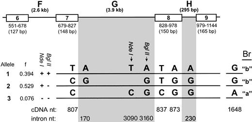 Fig. 1. Structure of the α2 gene surrounding the 807 and 873 polymorphisms. Three α2 gene alleles, defined by eight nucleotide polymorphisms, are indicated in the figure. Exons 6 through 9 are shown in boxes; positions of the exons in the cDNA sequence and the length of each exon are indicated beneath each exon box. The polymorphisms at bp 807, 837, and 873 are shown in bold. The Br polymorphism at bp 1648 is also shown in bold to the right. Introns F, G, and H are indicated. The length of each intron is shown in parentheses. The frequency (f) of each allele was determined from a random pool of 85 individuals. cDNA and intron positions of the polymorphisms are indicated. The ability of each allele to be cleaved by Nde I or Bgl II (+ or −) is indicated in tabular form next to each allele. The precise bp differences that change susceptibility to cleavage by Nde I or Bgl II within intron G are indicated.