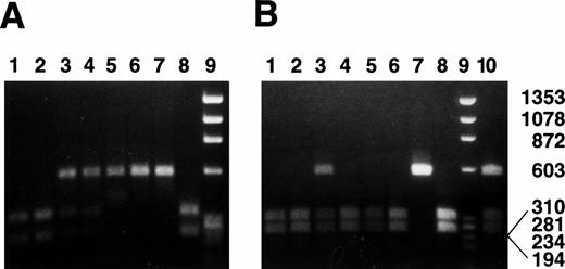 Fig. 2. α2 allele genotyping using BglII/Nde I digestion. The region of the α2 gene encompassing the Bgl II and Nde I sites was amplified from genomic DNA as described in Materials and Methods. The 600-bp PCR product was digested with Bgl II (A) or Nde I (B), and the resulting products were analyzed by agarose gel electrophoresis. Lanes 1 and 2, homozygous (allele 1); lane 3, heterozygous (allele 1, allele 3); lane 4, heterozygous (allele 1, allele 2); lanes 5 and 6, homozygous (allele 2); lane 7, control sequence 807C/837C/873G; lane 8, control sequence 807T/837T/873A; lane 9, molecular weight (MW) λHind III/◊X174Hae III; lane 10 (B only), heterozygous (allele 2, allele 3). The 807, 837, and 873 designations refer to the genotype as determined by Southern dot blot analysis of genomic DNA.9 Size of MW markers (in bp) is indicated to the right of the figure.