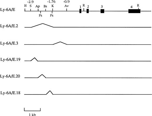 Fig. 1. Schematic representation of genomic deletion constructs used to define the IFN responsive region in the 3.2-kb 5′ flanking sequence of the Ly-6E gene. The map shows the intact gene coding for the Ly-6A antigen that was present in all these constructs. The region between the two PstI sites is the PstI fragment used for further subcloning. Restriction sites in the map are abbreviated as follows: H, HindIII; S, SpeI; Ap,ApaI; Ps, PstI; Bs, BstEII; K, KpnI; Av,AvaI; R, EcoRI.
