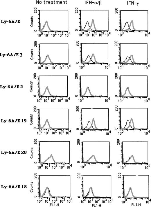 Fig. 2. IFN inducibility of transfected chimeric Ly-6A/E deletion constructs (shown in Fig 1). Stable clones derived from A20-2J cells were analyzed by cell surface staining with MoAb 34-11-3 directed specifically against Ly-6A antigen. Cells were mock treated or treated with IFN-α/β (1,000 U/mL for 24 hours) or IFN-γ (500 U/mL for 24 hours). Plain lines indicate cells stained with secondary antibody only as control (FITC-conjugated rabbit anti-mouse Ig); bold lines indicate cells stained with 34-11-3 followed by secondary antibody.
