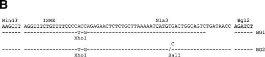 Fig. 3. Map of the distal regulatory region responsible for IFN inducibility of the Ly-6E promoter in B cells. (A) Various constructs used to characterize this region and their response to IFN-γ assayed by luciferase activity is shown as well as the HaeIII 150-bp fragment showing maximum IFN inducibility. Computer analysis of this sequence identified potential sites for three DNA binding proteins: a CAT box, NF-κB, and a GMb site defined in the promoter of the GM-CSF gene. Constructs κB, κB*, −κB, and GMb* were designed to address their function. Astericks represent mutated sites and −κb construct lacks NF-κB site. BG1 and BG2 sequences were generated by PCR to further define the functional sites. BG2 contains additional 8 bp relative to BG1 and an insertion of a nucleotide (C) 3′ toNlaIII site to generate SalI site. BG1 was fully inducible, whereas BG2 was completely devoid of inducibility. The increase in luciferase activity is shown on the right and is representative of five experiments. (B) At the bottom, the minimal sequence required for IFN-γ inducibility is shown.