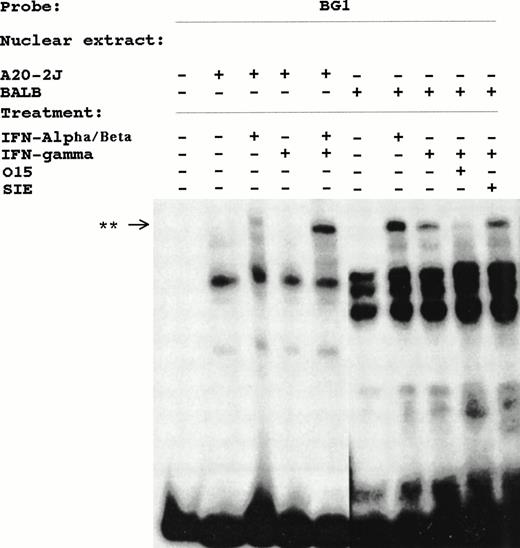 Fig. 4. INF-α/β– and INF-γ–inducible complexes detected in DMSA using BG1 probe and nuclear extracts from BALB/3T3 or A20-2J cells. Cells were treated with IFN-α/β or IFN-γ for 15 minutes where indicated. The specificity of these complexes is shown by competition with O15 or SIE oligonucleotides. **, Inducible complex.