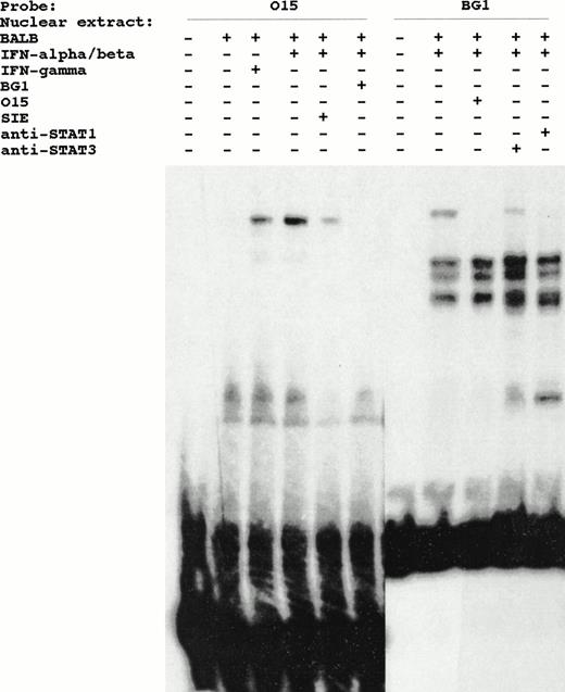 Fig. 5. IFN-inducible DNA binding complex detected by BG1 probe of Ly-6E is identical to the inducible complex detected by O15 probe derived from ISG-15 gene. Identity and specificity of the binding complex is shown by the ability of these sequences to cross-compete with each other when present in a 100-fold molar excess (lanes 6 and 9). Effect of anti-STAT1 and anti-STAT3 antibodies on the formation of these complexes by BG1 probe is also shown (lanes 10 and 11).
