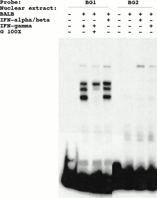 Fig. 6. Lack of effect of BG2 mutation on the binding of IFN-inducible complex in DMSA. The constitutive proteins, detected by BG1 probe, do not bind the mutated BG2 probe.