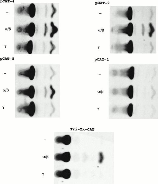 Fig. 8. Localization of an IFN-α/β–responsive element within the Ly-6E minimal promoter. Comparison of CAT activities from representative stable clones derived from transfection of A20-2J cells with constructs containing fragments of Ly-6E promoter linked to CAT reporter gene. Plasmids pCAT-4 and pCAT-2 contain sequences up to −420 and −167, respectively. Plasmids pCAT-8 and pCAT-1 contain sequences up to −113 and −81, respectively. Tri-TK-CAT has a triple repeat of the sequence between −113 and −88.