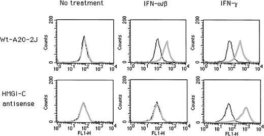 Fig. 9. Effect of antisense HMGI-C on IFN inducibility of endogenous Ly-6E gene in A20-2J cells. Wild-type cells and clones stably transfected with antisense plasmid DNA were analyzed by cell surface staining with Sca-1 antibody. Plain lines indicate control cells stained with secondary antibody (FITC-conjugated rabbit anti-rat Ig) only; bold lines indicate cells stained with Sca-1 before secondary antibody.