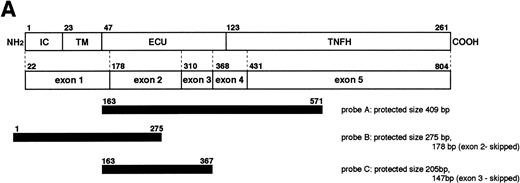 Fig. 4. Quantitation of CD40L mRNA transcripts by RNase protection assay. (A) Design of probes used in the RNase protection assay (RPA). The upper open bar shows the domain structure of the CD40L molecule; IC, intracellular tail; TM, transmembrane domain; ECU, extracellular unique region; and TNFH, TNF-homology domain. The numbers above the upper open bars indicate the starting amino acid residue for each domain. The lower open bar shows the contribution of each exon to the CD40L domains. The three closed bars indicate the locations and nucleotide borders of the RPA probes used. (B) Autoradiograms of representative RPAs using probes A, B, and C. In each autoradiogram, arrowheads indicate the protected bands derived from CD40L mRNA transcripts and horizontal bars indicate those derived from CD3δ mRNA transcripts. Total RNA was isolated from activated PBMC of normal controls in lanes 1, 3, and 5, and selected XHIM patients: JG (family 28) in lane 2, PS (family 18) in lane 4, and AM (family 19) in lane 6. Radioactivity of protected CD40L and CD3δ mRNA transcripts was quantitated by the PhosphorImager analysis system and the ratio of CD40L/CD3δ mRNA transcripts calculated as follows: lane 1, 0.883; lane 2, 0.205; lane 3, 1.021; lane 4, total 1.072 (0.692 for 275 bp and 0.380 for 178 bp); lane 5, 0.837; and lane 6, total 0.838 (0.290 for 205 bp and 0.548 for 147 bp). (C) Quantitation of CD40L mRNA transcripts isolated from activated PBMC of XHIM patients. The ratio of CD40L/CD3δ mRNA transcripts was plotted on the ordinate. The number attached to each symbol (representing an individual XHIM patient) corresponds to the patient's family number (see Table 1). In patients with intron 2 splice site mutations (families 17 and 18), mRNA transcripts in which exon 2 was skipped (▿) or 19 nucleotides were inserted (▵) were quantitated separately using probe B; the total amount of transcripts is indicated by an open diamond (◊). In patients with intron 3 splice site mutations (families 19 and 20), normally spliced (▾) and exon 3-skipped (▴) mRNA transcripts were quantitated separately using probe C; the total amount is indicated by a closed diamond (⧫).