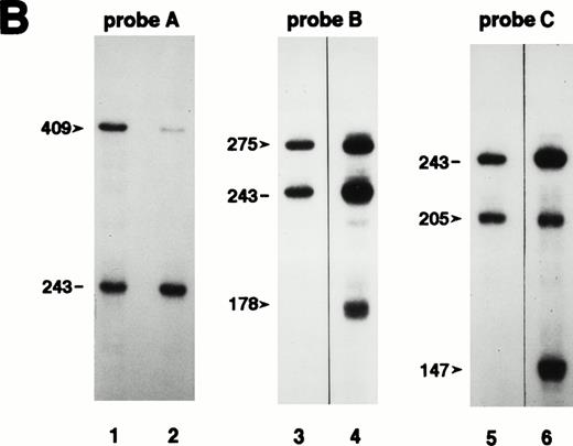 Fig. 4. Quantitation of CD40L mRNA transcripts by RNase protection assay. (A) Design of probes used in the RNase protection assay (RPA). The upper open bar shows the domain structure of the CD40L molecule; IC, intracellular tail; TM, transmembrane domain; ECU, extracellular unique region; and TNFH, TNF-homology domain. The numbers above the upper open bars indicate the starting amino acid residue for each domain. The lower open bar shows the contribution of each exon to the CD40L domains. The three closed bars indicate the locations and nucleotide borders of the RPA probes used. (B) Autoradiograms of representative RPAs using probes A, B, and C. In each autoradiogram, arrowheads indicate the protected bands derived from CD40L mRNA transcripts and horizontal bars indicate those derived from CD3δ mRNA transcripts. Total RNA was isolated from activated PBMC of normal controls in lanes 1, 3, and 5, and selected XHIM patients: JG (family 28) in lane 2, PS (family 18) in lane 4, and AM (family 19) in lane 6. Radioactivity of protected CD40L and CD3δ mRNA transcripts was quantitated by the PhosphorImager analysis system and the ratio of CD40L/CD3δ mRNA transcripts calculated as follows: lane 1, 0.883; lane 2, 0.205; lane 3, 1.021; lane 4, total 1.072 (0.692 for 275 bp and 0.380 for 178 bp); lane 5, 0.837; and lane 6, total 0.838 (0.290 for 205 bp and 0.548 for 147 bp). (C) Quantitation of CD40L mRNA transcripts isolated from activated PBMC of XHIM patients. The ratio of CD40L/CD3δ mRNA transcripts was plotted on the ordinate. The number attached to each symbol (representing an individual XHIM patient) corresponds to the patient's family number (see Table 1). In patients with intron 2 splice site mutations (families 17 and 18), mRNA transcripts in which exon 2 was skipped (▿) or 19 nucleotides were inserted (▵) were quantitated separately using probe B; the total amount of transcripts is indicated by an open diamond (◊). In patients with intron 3 splice site mutations (families 19 and 20), normally spliced (▾) and exon 3-skipped (▴) mRNA transcripts were quantitated separately using probe C; the total amount is indicated by a closed diamond (⧫).