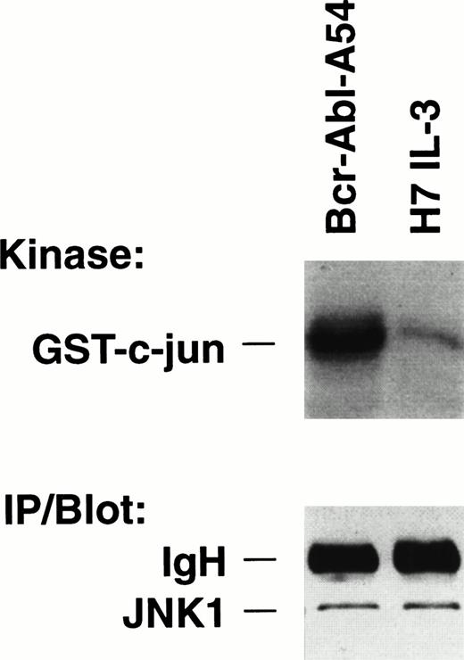 Fig. 1. Increased kinase activity of JNK within cells transformed by p210 BCR-ABL (Bcr-Abl.A54) compared with IL-3–treated parental cells. (Top) Equal quantities (50 μg) of nuclear proteins isolated from the respective cells growing in medium (in the case of H7 parental cells including 5% WEHI CM as a source of IL-3) were placed in side-by-side solid-phase JNK activity assays. The reaction contents were then boiled and subjected to SDS-PAGE followed by autoradiography. JNK reactions were also performed at a range of cytosol protein concentrations with the same result. (Bottom) One hundred micrograms of each cell lysate was immunoprecipitated with anti-JNK antibody, then immunoblotted for JNK. The same result was obtained by direct immunoblotting.