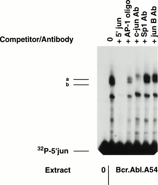 Fig. 2. Gel mobility shift reaction with 5′ c-junprobe shows two distinct complexes containing c-jun protein. A gel mobility shift assay was performed with nuclear extracts (10 μg) from Bcr-Abl.A54 cells. Cold-competition with nonradioactive self probe (100×) or with nonradioactive commercial oligonucleotide containing a 7-base TRE was accomplished. Specific supershifting of the band-shift complexes (a, b) was shown with c-jun antibody, but not by Sp1 or jun B antibodies.