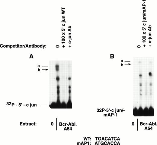 Fig. 3. The 5′ c-jun promoter fragment containing a mutation disrupting the AP-1 consensus fails to bind c-jun/AP-1. Side-by-side mobility shift reactions were performed with the same nuclear extract from Bcr-Abl.A54 cells and 5′ c-jun probes (150-bp inserts) labeled to a comparable activity. (A) On the left, the wild-type c-jun probe formed two band-shift complexes, which were cold-competed with nonradioactive self-probe, and were neutralized by c-jun antibody. (B) On the right, the gel mobility shift performed with the 150-bp 5′ c-jun probe containing a mutated AP-1 core sequence failed to bind c-jun. A faint band-shift complex was formed that was competed with nonradioactive self-probe that also lacked AP-1 consensus. This faint band-shift was not affected by the c-junantibody dilution that completely neutralized c-jun/AP-1 complexes in the companion reaction.