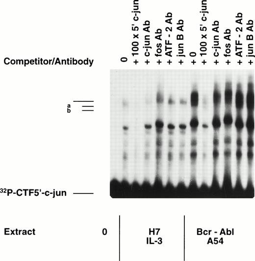 Fig. 4. Gel mobility shift experiment involving 5′ c-jun probe and comparing nuclear extracts of H7 parental cells grown in IL-3 versus Bcr-Abl.A54 cells. Equal quantities of nuclear extract from the two cell lines were placed in a gel mobility shift reaction as noted above, without or with the addition of antibody against c-jun or c-fos, or against ATF-2 or junB. Another reaction was performed with each extract along with the inclusion of 100-fold excess of nonradioactive 5′ c-junDNA (self) probe to establish specificity of the band-shift. Note absence of complex (b) in H7 parental cell extracts, and the supershifting/depletion of complex (b) in Bcr-Abl.A54 cells extracts by either antibody against c-jun or c-fos.