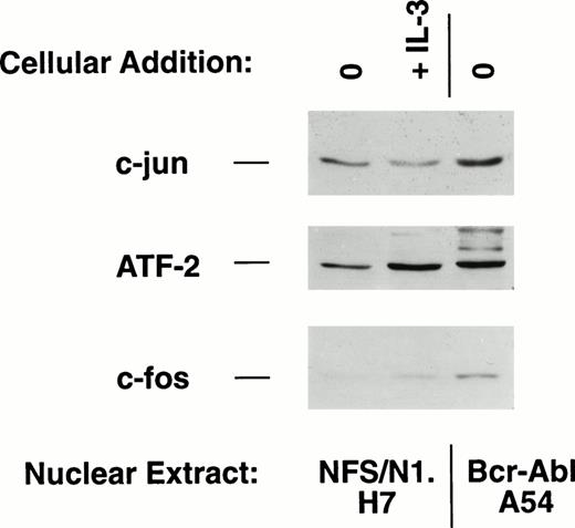 Fig. 5. Comparative immunoblot of nuclear protein extracts from H7 parental cells versus Bcr-Abl.A54 cells shows increased c-jun and c-fos in cells transformed by p210 BCR-ABL.