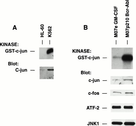 Fig. 6. Comparative analysis of human leukemia cell lines differing in expression of p210 BCR-ABL for JNK activity. (A) Equal quantities of cell lysate from HL-60 versus K562, a p210 BCR-ABL transformed cell line, were placed into solid-phase JNK activity assay or were immunoblotted for expression of c-jun. (B) Equal quantities of cell lysate from M07e cells growing in GM-CSF versus M07p210 cells were placed into solid-phase JNK activity assay or were immunoblotted for expression of c-jun, c-fos, ATF-2, or JNK. Note absence of difference in abundance of JNK (isoform 1) or ATF-2 between cells, but major increase in c-jun (2.8-fold by densitometry) and c-fos (2.4-fold) proteins in M07p210 that mirrors increase in kinase activity of JNK.