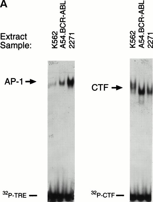 Fig. 8. Gel mobility shift reactions using whole cell extracts from cell lines and patient samples prepared on a small scale by high-salt extraction demonstrate c-jun/AP-1 binding activity. (A) Extracts from the Ph+ model cell lines K562, Bcr-Abl.A54 (the murine cell line expressing p210 BCR-ABL), and patient sample no. 2271 were placed in gel mobility shift reactions with commercial oligonucleotide for the 7-base collagenase TRE (left) or a CTF/NF-1 oligonucleotide, which was used to control for protein loading by assay of a constitutively abundant transcription factor. Note relative abundance of c-jun/AP-1 binding activity. (B) Increased c-jun/AP-1 binding activity present in the patient sample is specific. On the left, another gel mobility shift reaction was performed with the 7-base collagenase TRE(AP-1) oligonucleotide including an extract, also prepared by the same high-salt extraction protocol, from a cell line (T47 breast cancer) known to be deficient in c-jun/AP-1 activity (HL-60 lysates could not be prepared by this protocol because of extensive autodigestion that could not be effectively inhibited). On the right, specificity of binding by extract from patient sample no. 2271, as well as from lysate of patient no. 2306 (known to harbor constitutive JNK activity), are shown to be specific because of cold-competition of their band-shift complexes formed with the collagenase TRE oligonucleotide by nonradioactive collagenase TRE at 100-fold excess. Note that the intensity of band-shift complexes formed is proportionately reduced after decay of the probe subsequent to labeling.