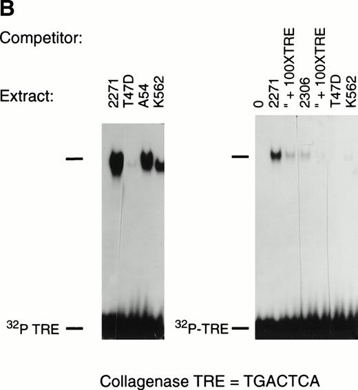 Fig. 8. Gel mobility shift reactions using whole cell extracts from cell lines and patient samples prepared on a small scale by high-salt extraction demonstrate c-jun/AP-1 binding activity. (A) Extracts from the Ph+ model cell lines K562, Bcr-Abl.A54 (the murine cell line expressing p210 BCR-ABL), and patient sample no. 2271 were placed in gel mobility shift reactions with commercial oligonucleotide for the 7-base collagenase TRE (left) or a CTF/NF-1 oligonucleotide, which was used to control for protein loading by assay of a constitutively abundant transcription factor. Note relative abundance of c-jun/AP-1 binding activity. (B) Increased c-jun/AP-1 binding activity present in the patient sample is specific. On the left, another gel mobility shift reaction was performed with the 7-base collagenase TRE(AP-1) oligonucleotide including an extract, also prepared by the same high-salt extraction protocol, from a cell line (T47 breast cancer) known to be deficient in c-jun/AP-1 activity (HL-60 lysates could not be prepared by this protocol because of extensive autodigestion that could not be effectively inhibited). On the right, specificity of binding by extract from patient sample no. 2271, as well as from lysate of patient no. 2306 (known to harbor constitutive JNK activity), are shown to be specific because of cold-competition of their band-shift complexes formed with the collagenase TRE oligonucleotide by nonradioactive collagenase TRE at 100-fold excess. Note that the intensity of band-shift complexes formed is proportionately reduced after decay of the probe subsequent to labeling.