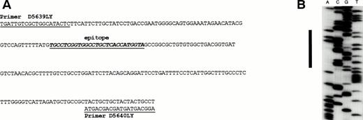 Fig. 1. (A) LMP2A sequence showing position of epitope and primers used in the PCR and sequencing analyses. (B) Autoradiograph of sequencing gel showing wild-type LMP2 sequence.