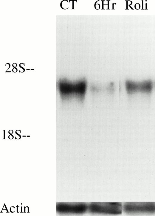 Fig. 2. PDE4B levels decrease in CLL cells after culture but are partially maintained by treatment with 10 μmol/L rolipram. RNA was isolated from 20 million CLL cells (derived from patient no. 12) immediately after cell purification (CT), or after 6 hours culture in media alone (6Hr) or with addition of 10 μmol/L rolipram (Roli). Equal loading and transfer of RNA was confirmed by hybridization with an actin probe as shown. These results are representative of Northern analysis performed on leukemic cells from two patients.