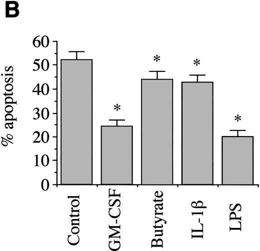 Fig. 1. Morphological assessment of neutrophil apoptosis after 12-hour culture. (A) shows cytospins, prepared as described in Materials and Methods. Nonapoptotic neutrophils with multilobed nuclei are clearly distinguishable from apoptotic neutrophils which have smaller, denser nuclei and decreased cell volume. (B) shows summary data of apoptosis by morphology, and the effects of various agents added to neutrophil suspensions, as described in Materials and Methods. * Indicates values that are significantly different from controls (P = .01) after at least three separate experiments.