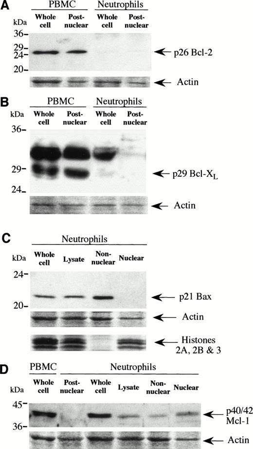 Fig. 2. Expression of Bcl-2 family proteins in freshly isolated neutrophils. Expression of Bcl-2 (A), Bcl-XL (B), Bax (C), and Mcl-1 (D) were determined by Western blotting as described in Materials and Methods with PBMNC shown as a positive control for Bcl-2, Bcl-XL, and Mcl-1. Blots were stained with Ponceau S and the actin-stained band is shown for each blot to indicate equal protein loading per lane. Histones from cell fractionation are shown in (C) with identical samples used in (D). Each blot is representative of at least two separate experiments.
