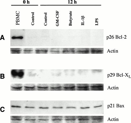 Fig. 3. Expression of Bcl-2, Bcl-XL, and Bax in neutrophils treated to delay apoptosis. Expression of Bcl-2 (A), Bcl-XL (B), and Bax (C) were determined by Western blotting as described in Materials and Methods with PBMNC shown as a positive control. Ponceau S–stained actin is shown for comparison of protein loading per lane.