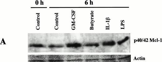 Fig. 4. Expression of Mcl-1 in neutrophils treated to delay apoptosis. Expression of Mcl-1 in freshly isolated neutrophils and neutrophils cultured for 6 hours (A) and 12 hours (B) in the conditions indicated, were determined by Western blotting as described in Materials and Methods. Ponceau S–stained actin is shown for comparison of protein loading per lane. Each treatment shown is representative of at least two separate experiments.