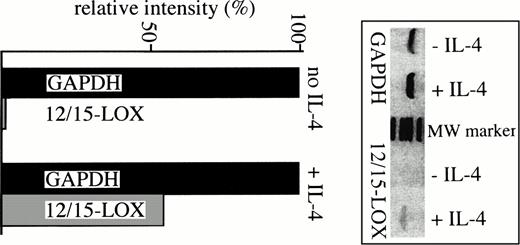 Fig. 4. Upregulation of 12/15-LOX mRNA expression in murine peripheral monocytes by IL-4. The blood of 20 mice was pooled, and the white blood cells were prepared by density step-gradient centrifugation.15 After washing twice with PBS, the cells were plated to Petri-dishes and macrophages were allowed to adhere overnight. Nonadherent cells (mainly granulocytes and lymphocytes) were removed by washing the plates five times with culture medium. The adherent cells were scraped off the plates and were resuspended in 0.2 mL of PBS. Total RNA and RT-PCR of the GAPDH and 12/15-LOX mRNA were performed as described in Material and Methods. For quantification (lower part of the figure) the intensity of the GAPDH band obtained from IL-4–treated cells was set 100% and the intensity of the other bands were related to it. Inset, original PCR pattern obtained from the different samples.