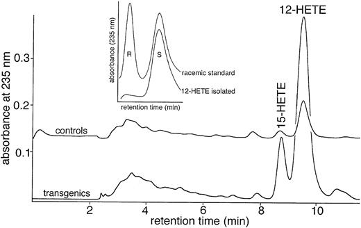Fig. 5. Peritoneal macrophages of IL-4–overexpressing mice exhibit a higher 12/15-LOX activity than cells prepared from control animals. Peritoneal lavage cells were prepared from IL-4–overexpressing mice (n = 5) and from corresponding control animals (n = 5). The lavage fluid of two animals was combined, the cells were washed twice with PBS, plated to Petri-dishes, and the macrophages were allowed to adhere overnight. After removal of nonadherent cells, the macrophages were scraped from the dishes and a cell homogenate was incubated in the presence of 100 μmol/L of arachidonic acid for 15 minutes at 37°C. Lipid extraction and RP-HPLC analysis of the LOX products was performed as described in Material and Methods. A representative RP-HPLC chromatogram is shown. The 12-HETE formed was purified by RP-HPLC and was further analyzed for its enantiomer composition by CP-HPLC (inset).