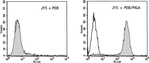 Fig. 3. Stable transfection with the PIG-A cDNA sequence. The GPI-negative JY5 cell line was transfected by electroporation with either the PEB (mock control) plasmid or the PEB/PIGA plasmid. After hygromycin selection, cells were analyzed for the surface expression of CD59, which depends on a functioning PIG-A gene for complete assembly of GPI anchors. The left panel shows results after transfection with PEB, with negative staining observed with both the control antibody (white) and CD59 antibody (grey). The right panel shows results after transfection with PEB/PIGA, with high levels of surface CD59 observed as compared with the control antibody.