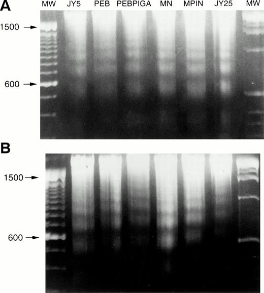 Fig. 5. Apoptosis of cell lines. Cells were grown to log phase and subjected to apoptotic stimuli, and then genomic DNA was extracted and analyzed for DNA fragmentation. (A) Fas antibody, showing DNA laddering in all cell lines. (B) γ-irradiation, showing DNA laddering in all cell lines. MW, molecular weight.