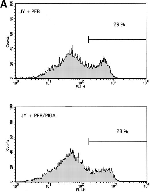 Fig. 6. Stable expression of GPI-linked surface proteins does not affect the rate of apoptosis. The PIG-A cDNA sequence was stably introduced as described in Materials and Methods, and apoptosis was measured by annexin V-FITC binding. There was no difference in the rate of apoptosis 24 hours after γ-irradiation between (A) cells stably transfected with PEB versus PEB/PIGA, or (B) cells stably transduced with MN versus MPIN. Background levels of annexin V-FITC binding were higher for JY5 than for granulocytes.