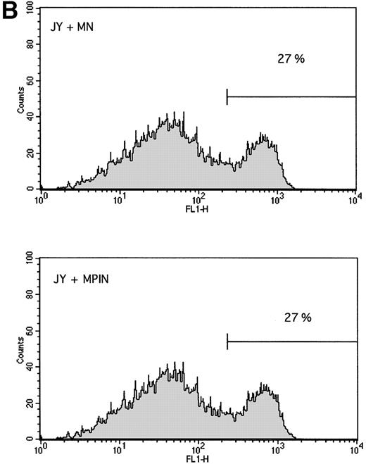 Fig. 6. Stable expression of GPI-linked surface proteins does not affect the rate of apoptosis. The PIG-A cDNA sequence was stably introduced as described in Materials and Methods, and apoptosis was measured by annexin V-FITC binding. There was no difference in the rate of apoptosis 24 hours after γ-irradiation between (A) cells stably transfected with PEB versus PEB/PIGA, or (B) cells stably transduced with MN versus MPIN. Background levels of annexin V-FITC binding were higher for JY5 than for granulocytes.