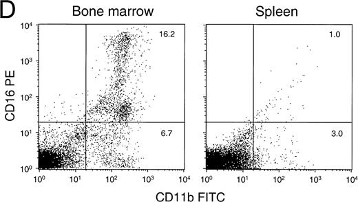Fig. 5. Detailed flow cytometric analysis of the various hematopoietic lineages in bone marrow and spleen of engrafted NOD/SCID. Plots are from a representative experiment in which animals were transplanted with 15 × 106 CD34+ cells and were analyzed after 6 to 8 weeks. (A) Distribution of B-cell markers CD10 and CD20 on all nucleated cells. (B) Distribution of heavy and light-chain cell-surface immunoglobulin on CD19+ human B cells (mean ± SEM of n = 4 to n = 7). All differences between BM and SPL were highly significant (P < .001). (C) Distribution of HLA-DR and CD33 (circles indicate activated HLA-DR+and resting HLA-DR− granulocytes) among CD45+ cells, (D) expression of CD11b and CD16 on CD45+ cells, and (E) expression of human Glycophorin A (Gly A) on CD45− nucleated and enucleated cells. 40,000 events per analysis were recorded.
