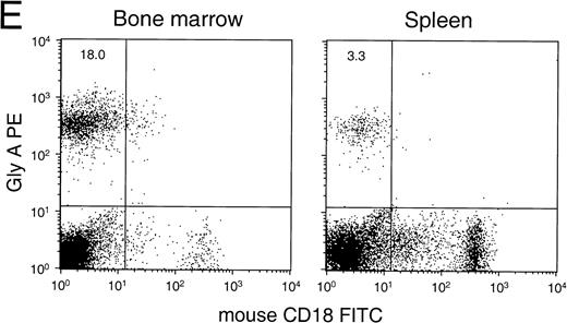 Fig. 5. Detailed flow cytometric analysis of the various hematopoietic lineages in bone marrow and spleen of engrafted NOD/SCID. Plots are from a representative experiment in which animals were transplanted with 15 × 106 CD34+ cells and were analyzed after 6 to 8 weeks. (A) Distribution of B-cell markers CD10 and CD20 on all nucleated cells. (B) Distribution of heavy and light-chain cell-surface immunoglobulin on CD19+ human B cells (mean ± SEM of n = 4 to n = 7). All differences between BM and SPL were highly significant (P < .001). (C) Distribution of HLA-DR and CD33 (circles indicate activated HLA-DR+and resting HLA-DR− granulocytes) among CD45+ cells, (D) expression of CD11b and CD16 on CD45+ cells, and (E) expression of human Glycophorin A (Gly A) on CD45− nucleated and enucleated cells. 40,000 events per analysis were recorded.