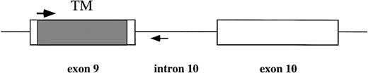 Fig. 1. PCR primers to amplify the transmembrane region of MPL from genomic DNA. TM (shadowed box), transmembrane region; arrows, PCR primers.