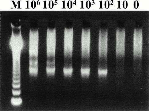 Fig. 1. Representative second PCR products from serial dilution of plasmid (pSTY-05) for determining the sensitivity of our PCR assay. Numbers on the top of the panel indicate the copy number of the pSTY-05 plasmid.