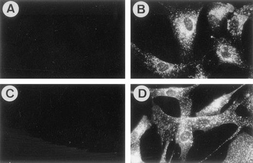 Fig. 1. MoAbs 103B2/9E10 and 105.A5 identify an antigen expressed by cultured HBMSCs. The expression of the antigen identified by MoAbs 103B2/9E10 and 105.A5 was assessed by indirect in situ immunofluorescence (as described in Materials and Methods). Cytoplasmic and membrane staining was detected for both 103B2/9E10 (B) and 105.A5 (D). IgG3 (A) and IgM (C) nonbinding, control antibodies demonstrate no detectable levels of immunofluorescence.