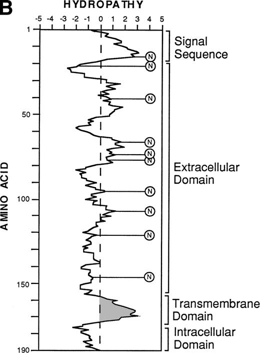 Fig. 4. The nucleotide, deduced amino acid sequence, and hydropathy plot of CD164. (A) The putative signal sequence is underlined. Potential sites of N-linked and O-linked glycan attachment are indicated by (*) asterisks and (#) hatch-markings, respectively. Cysteine residues are indicated by boxes. Nucleotide (and amino acid) sequences that differ from the published sequences of MGC-2455 are in bold. The putative transmembrane domain (amino acid 161 to 180) is italicized. Please note that the nucleotide and amino acid sequence numbering is based on that of Masuzawa et al.55 (B) The hydropathy plot of CD164 polypeptide backbone, according to the method of Kyte and Doolittle.61Various regions are bracketed and identified at the right of the figure. Circled Ns represent potential N-linked glycosylation sites.