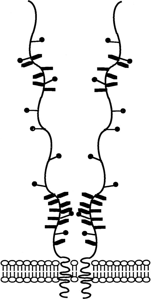 Fig. 5. Schematic representation of the CD164 glycoprotein. Schematic diagram of CD164 based on biochemical and nucleotide data described in previous figures. The salient features of this molecule include (1) the numerous (16 predicted) potential sites of O-linked glycan atachment, (2) the nine possible N-linked glycosylation sites, and (3) the putative site of glycosaminoglycan attachment.