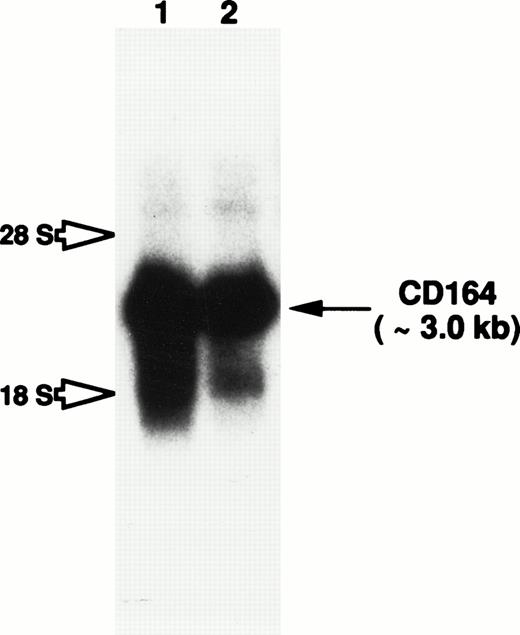 Fig. 7. Northern blot analysis to examine CD164 expression in both hematopoietic progenitor and BM stromal cells. Total RNA derived from HBMSCs (lane 1) and the primitive myeloid cell line, KG1a (lane 2), were subjected to electrophoresis on a 1.0% formaldehyde-agarose gel and transferred to a nylon membrane by capillary action. CD164 mRNA expression was examined by overnight hybridization at 42°C with a32P-radiolabeled full-length CD164 probe. The membrane was washed as described in Materials and Methods. Membranes were exposed to X-Omat AR film for 48 hours with intensifying screens. Hybridization to the 3.0-kb CD164 transcript is observed in both cell lines (indicated by arrow), whereas possible cross-hybridization with the 18s and 28s ribosomal RNA is indicated by open arrows.
