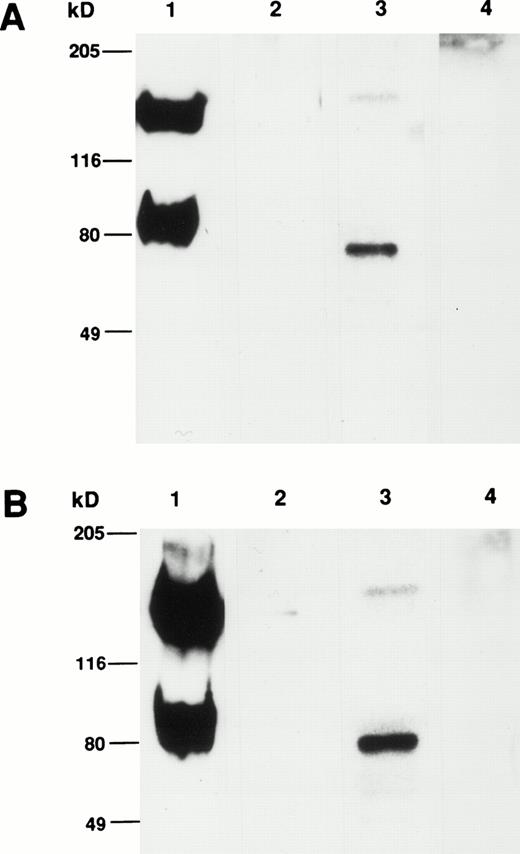 Fig. 9. (A and B) Western blot analysis of cultured HBMSCs with MoAb 103B2/9E10 and 105.A5. Membrane preparations from cultured HBMSCs were separated by 7.5% SDS-polyacrylamide gel electrophoresis under nonreducing and reducing conditions and transferred to nitrocellulose. The filters were successively incubated with either the 103B2/9E10 (A) or 105.A5 MoAb (B) supernatant (or isotype-matched, nonbinding controls) and antimouse-HRPO. The immunoreactive proteins were detected by ECL as described in Materials and Methods. Under nonreducing conditions, MoAbs 103B2/9E10 and 105.A5 identify two differentially migrating species with an apparent molecular weight of 80 and 160 kD (A and B, lane 1). However, upon reduction, the lower migrating 80-kD band is the major immunoreactive protein (A and B, lane 3). (A) Lane 1, nonreduced: 103B2/9E10 MoAb; lane 2, nonreduced: IgG3negative control; lane 3, reduced: 103B2/9E10 MoAb; lane 4, IgG3 negative control. (B) Lane 1, nonreduced: 105.A5 MoAb; lane 2, nonreduced: IgM negative control; lane 3, reduced: 105.A5 MoAb; lane 4, IgM negative control.