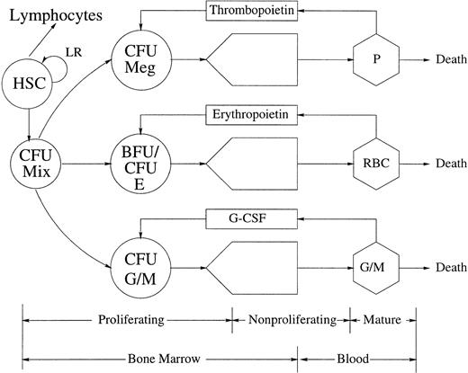 Fig. 1. The architecture and control of hematopoiesis. This figure gives a schematic representation of the architecture and control of platelet (P), red blood cell (RBC), and monocyte (M) and granulocyte (G) (including neutrophil, basophil, and eosinophil) production. Various presumptive control loops mediated by TPO, EPO, and G-CSF are indicated, as well as a local regulatory (LR) loop within the totipotent HSC population. CFU (BFU) refers to the various colony (burst) forming units (Meg, megakaryocyte; Mix, mixed; E, erythroid; G/M, granulocyte/monocyte) that are the in vitro analogs of the in vivo committed stem cells (CSC).