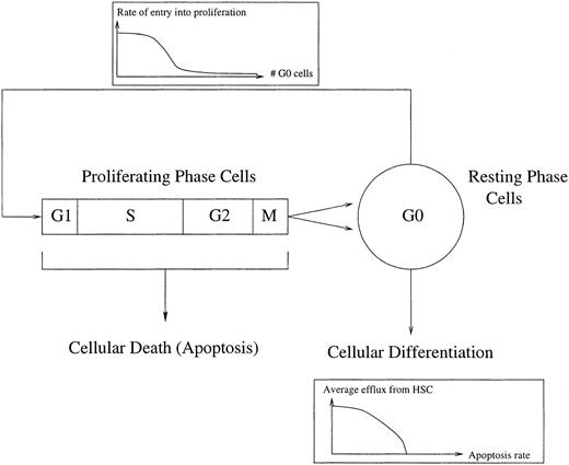 Fig. 3. A schematic representation of the control of HSC regeneration. Proliferating phase cells include those cells in G1, S (DNA synthesis), G2, and M (mitosis), whereas the resting phase cells are in the G0 phase. Local regulatory influences are exerted via a cell number dependent variation in the rate of entry into proliferation. Differentiation into all of the comitted stem cell populations occurs from the G0population, whereas there is a loss of proliferating phase cells due to apoptosis. See Mackey191 and Milton and Mackey192 for further details.