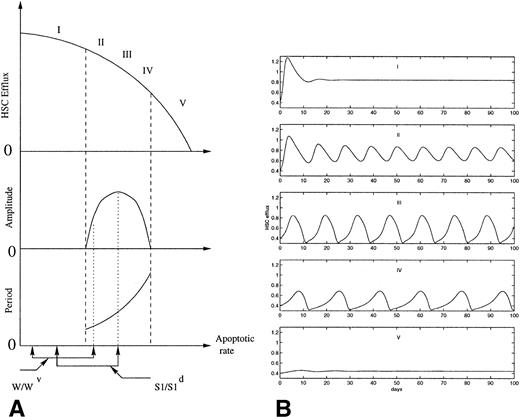 Fig. 4. (A) Schematic representation of the effects of increasing apoptotic rate on the HSC dynamics, as predicted from the model proposed previously.191192 The diagram shows the effect of administering the same dose of 89Sr to W/Wv and S1/S1d mice on the amplitude and the period of the oscillations. The dashed lines show the onset and the end of oscillations as the apoptotic rate increases. (B) Computer simulations of the normalized HSC efflux predicted191 for increasing apoptotic rates (from I to V). As the apoptotic rate is increased, the period of the oscillations increases and the amplitude increases and decreases consecutively.
