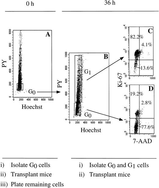 Fig. 5. Cell sorting strategy to isolate CD34+cells during ex vivo G0-G1 progression. (A) MPB CD34+ cells in G0 were isolated in a first Hst/PY sort and either directly injected into recipient animals or plated in ex vivo conditions. (B) After 36 hours, a second Hst/PY sort was used to separate cultured cells transiting to G1 from those remaining in G0. Both cell subsets were then assayed in NOD/SCID mice. Cell-cycle status of cells isolated in G1(C) or G0 (D) after culture was confirmed by restaining samples of sorted cells with 7-AAD and Ki-67. Percentages of cells detected in each quadrant are indicated.