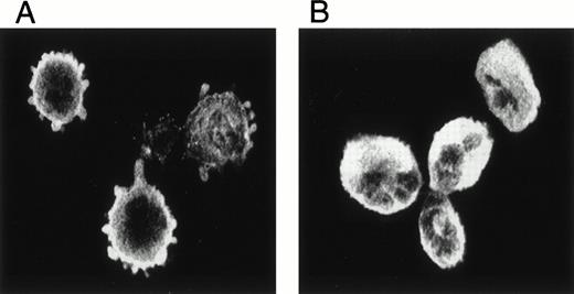 Fig. 1. The adherence of MK to FN. Isolated guinea pig MK were allowed to settle on FN-coated coverslips, immunostained with anti-actinin antibody, and visualized by confocal microscopy. MK attached to polylysine served as a control. MK attached to FN (A) and to polylysine (B).