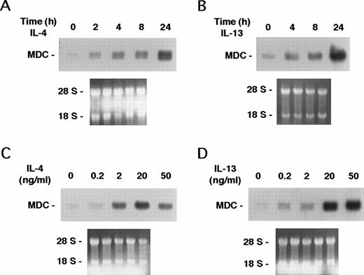 Fig. 1. Induction of MDC expression by IL-4 and IL-13. Monocytes were incubated for 24 hours with increasing concentrations of IL-4 and IL-13 (dose-response) or with IL-4 or IL-13 (20 ng/mL) for different times (time-course). Ten micrograms of total RNA was used in Northern blot analysis. Results of one experiment representative of two performed are shown. Autoradiography were obtained after 12 hours of exposure. Etidium bromide staining of the membrane is shown in the lower part of the figure. (A) Time-course of IL-4. (B) Time-course of IL-13. (C) Dose-response of IL-4. (D) Dose-response of IL-13.