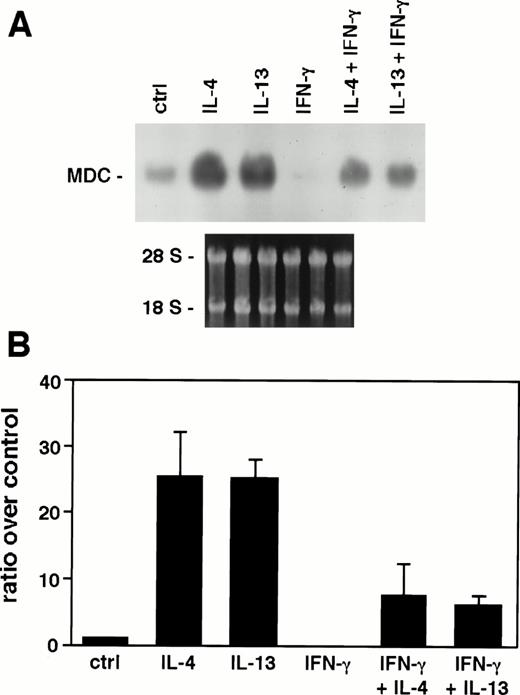 Fig. 2. Effect of IFN-γ on MDC mRNA expression. Ten micrograms of total RNA from monocytes stimulated for 24 hours with or without IL-4, IL-13 (20 ng/mL), and IFN-γ (500 U/mL) were analyzed with Northern blot. (A) Autoradiography of a representive experiment obtained after 6 hours of exposure. (B) Densitometric analysis of four independent experiments. Error bars indicate the SD.